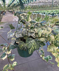 Marble Variegated Algerian Ivy
